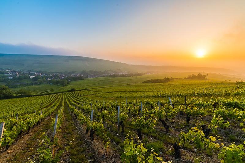 Les plus beaux domaines viticoles en France